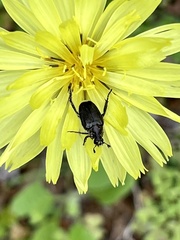 Strigoderma arbicola