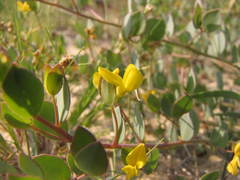 Rafnia diffusa
