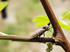 Agrypnus murinus