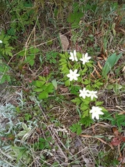 Anemonoides nemorosa
