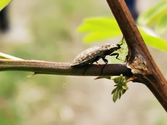 Agrypnus murinus