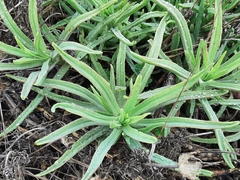 Angiospermae
