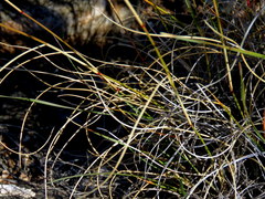 Aristida diffusa