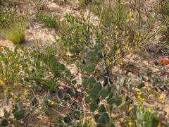 Rafnia diffusa