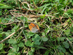 Lycaena phlaeas daimio