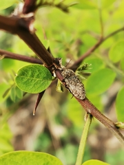 Agrypnus murinus