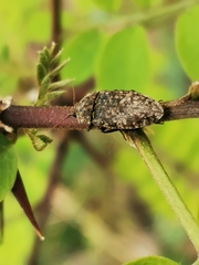 Agrypnus murinus