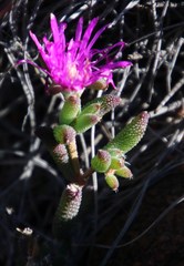 Trichodiadema setuliferum