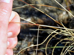 Aristida diffusa