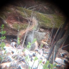 Sciurus niger rufiventer