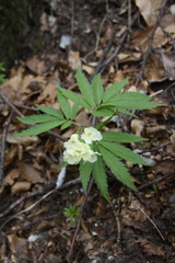 Cardamine kitaibelii