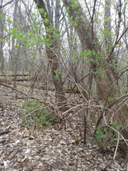 Sciurus niger rufiventer