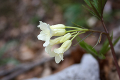 Cardamine kitaibelii