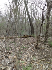 Sciurus niger rufiventer