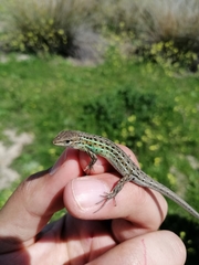 Psammodromus hispanicus