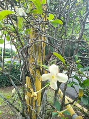 Magnoliopsida