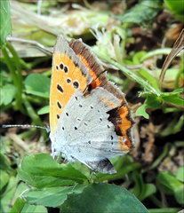 Lycaena phlaeas daimio