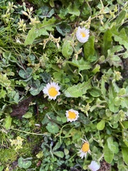 Bellis perennis