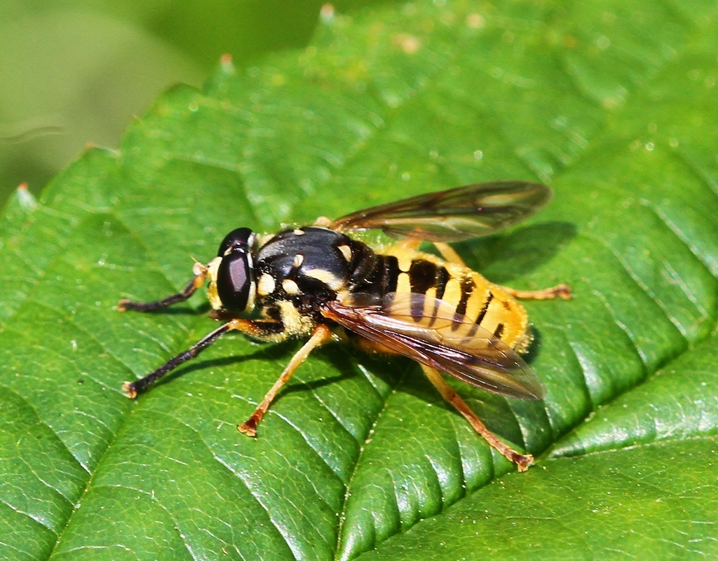 Wasp-like Falsehorn (Fifty-five Fabulous Fundy Flower Flies- An intro ...