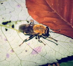 Pterallastes thoracicus