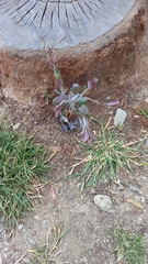 Eucalyptus