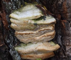 Laricifomes