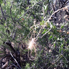 Echinopepon wrightii