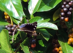 Charaxes guderiana