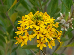 Epidendrum melinanthum