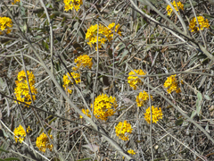 Epidendrum melinanthum