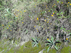 Epidendrum melinanthum