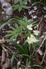 Cardamine kitaibelii