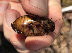 Dytiscus cordieri