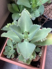 Kalanchoe