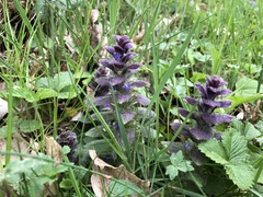 Ajuga pyramidalis