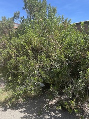 Dunalia brachyacantha