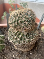 Lobivia cinnabarina