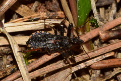 Rhynocoris annulatus