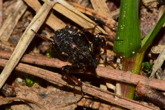 Rhynocoris annulatus