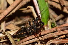 Rhynocoris annulatus