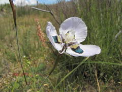 Moraea villosa