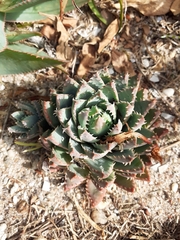 Aloe brevifolia