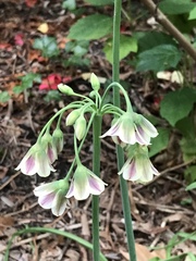 Allium siculum