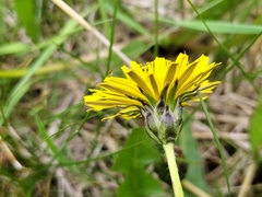 Taraxacum hollandicum