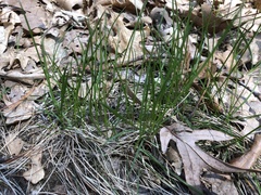 Carex siccata