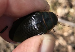 Dytiscus cordieri