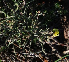 Crassothonna protecta