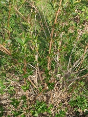 Weigela floribunda