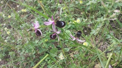 Ophrys bertolonii bertolonii