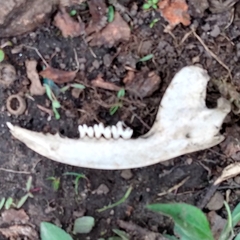 Didelphis virginiana